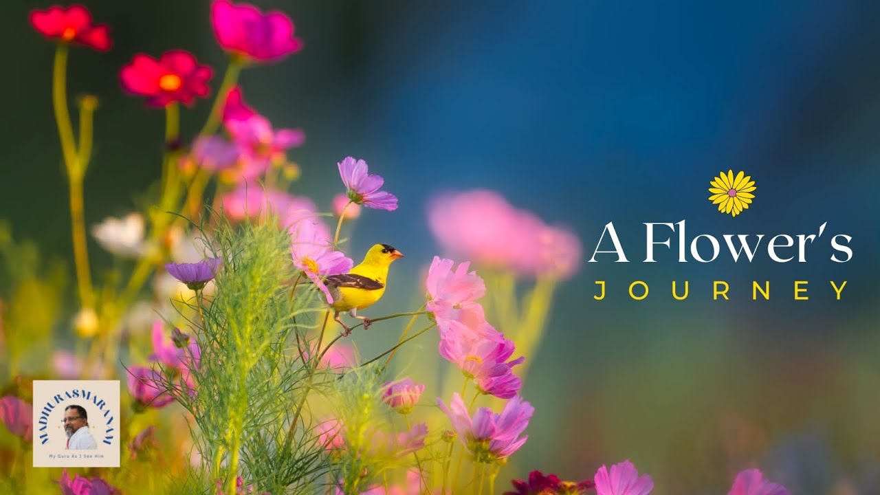 A Flower's Journey | Madhurasmaranam #23 | My Guru As I See Him | Dr Bhagyaji