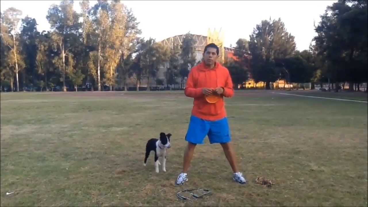 Cómo iniciar a tu perro en el Frisbee (Disc Dog)