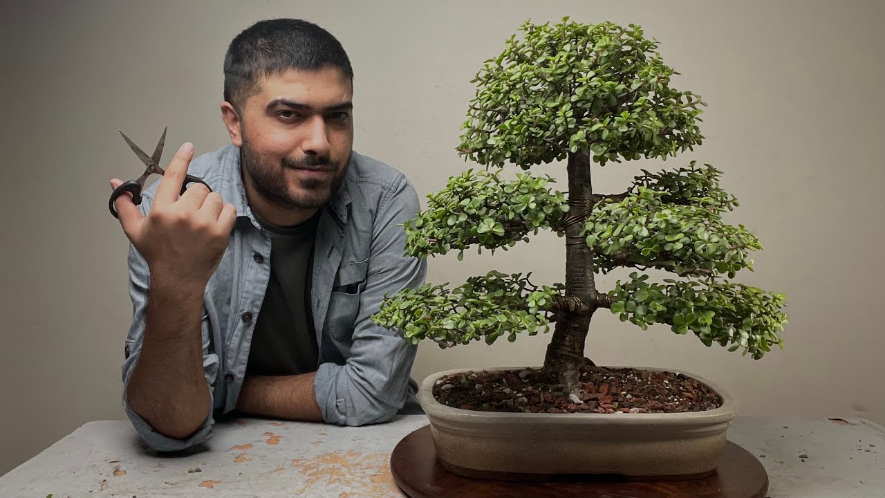 Made My Own Bonsai Tree | Formal Upright Style