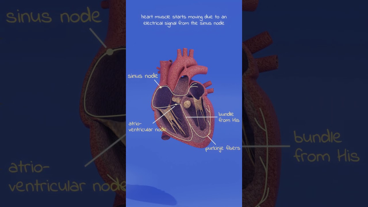 The sinus node acts as the heart's natural pacemaker - Human Body Tour - #anatomy