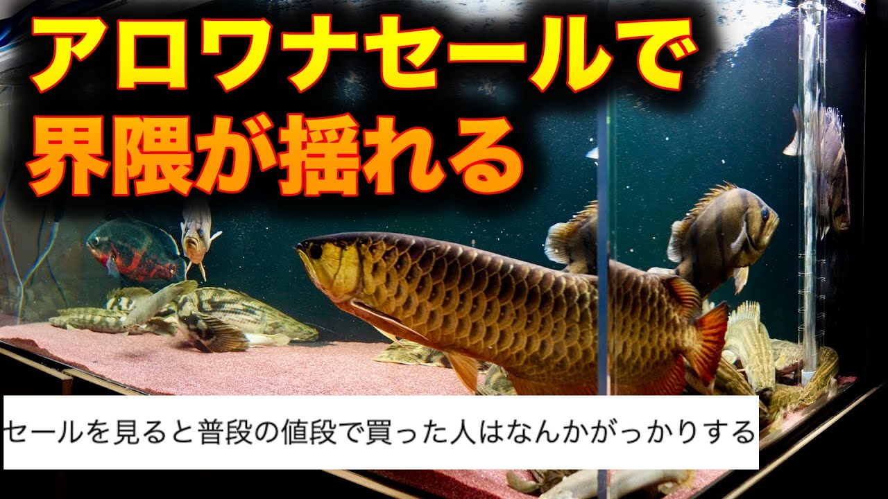 『波紋』アロワナセールは悪い事なのか。。。深夜のアクアリウム雑談 No.65　#アジアアロワナ 　＃ダトニオ　＃ポリプテルス　＃大型魚