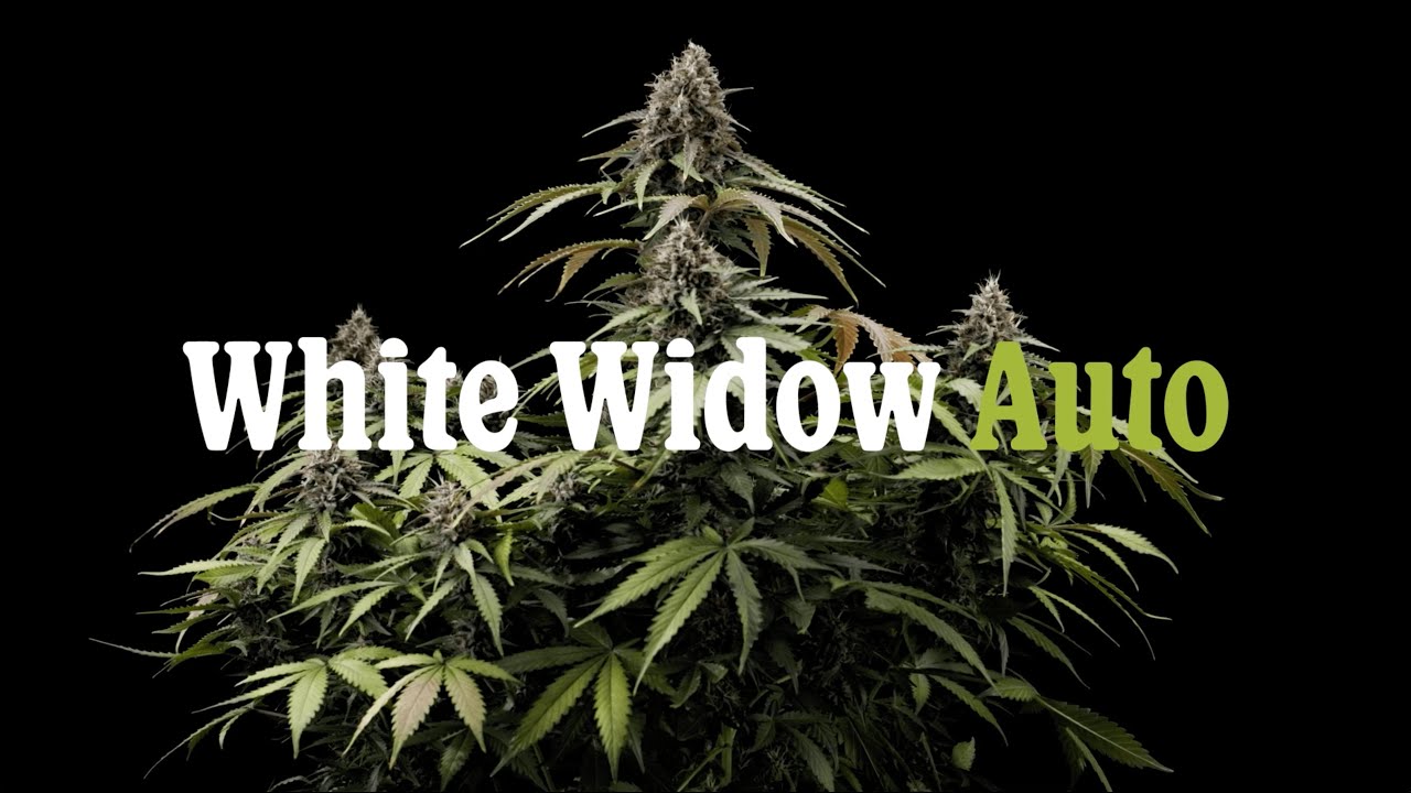 White Widow Automatic Grow Report by Royal Queen Seeds