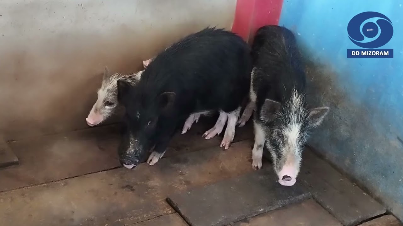 DDK Kut Hnathawktute Pual:-AH & Vety farm Complex Thenzawl te hmalakna