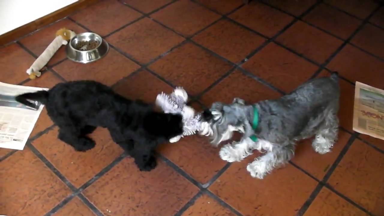 Mini Schnauzer vs Giant Schnauzer puppy ( Lola vs Bleu )