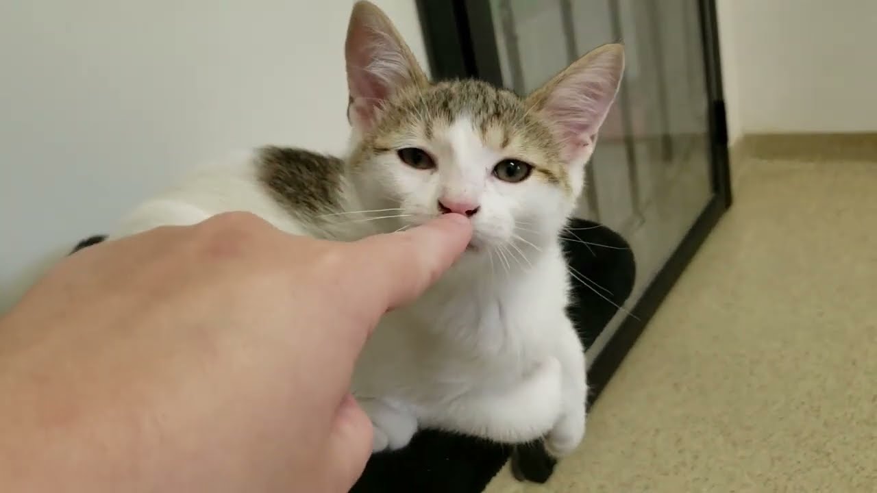 Shelter Kittens Gang up on Innocent Spider Army While Another CHEWS OFF Volunteer's Finger! [REAL]