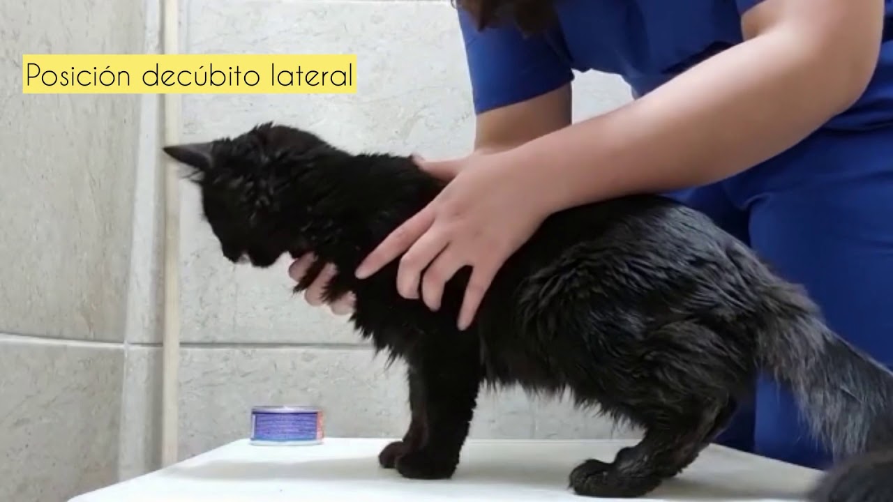 Práctica 2 - Métodos de contención y sujeción en gatos.