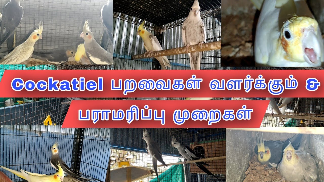 Cockatiel பறவைகள் வளர்க்கும் முறைகள்// உணவு & பாரமரிக்கும் முறைகள்//Cockatiel Bird's Maintenance//