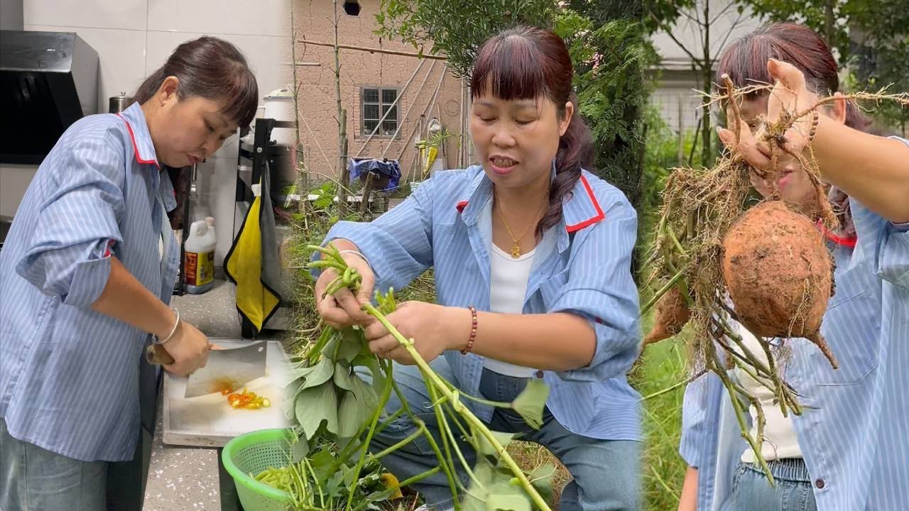 把地里的番薯全部挖掉等着过冬啦！ 回家煮碗番薯粥炒个番薯杆子，简简单单又一餐
