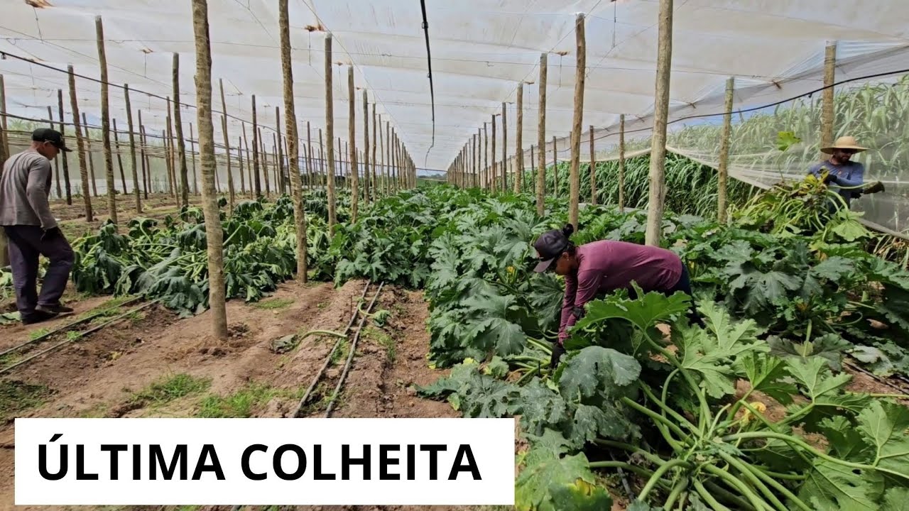 AQUI O DIA COMEÇA CEDO 🌞 ROTINA PESADA NO SÍTIO | LIMPAMOS TUDO  #rotinanaroça 