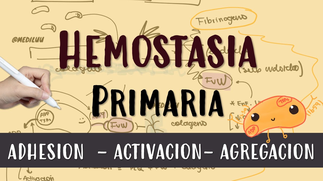 HEMOSTASIA PRIMARIA #plaquetas #vonWillebrand #endotelio #fibrinogeno #Activacion #Amplificacion
