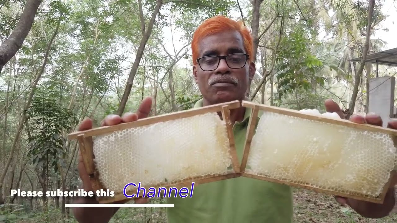 തേൻ വിളവെടുപ്പ് കാലം  By. Hameed Pookkottur Orchid honey farm. 9747786425