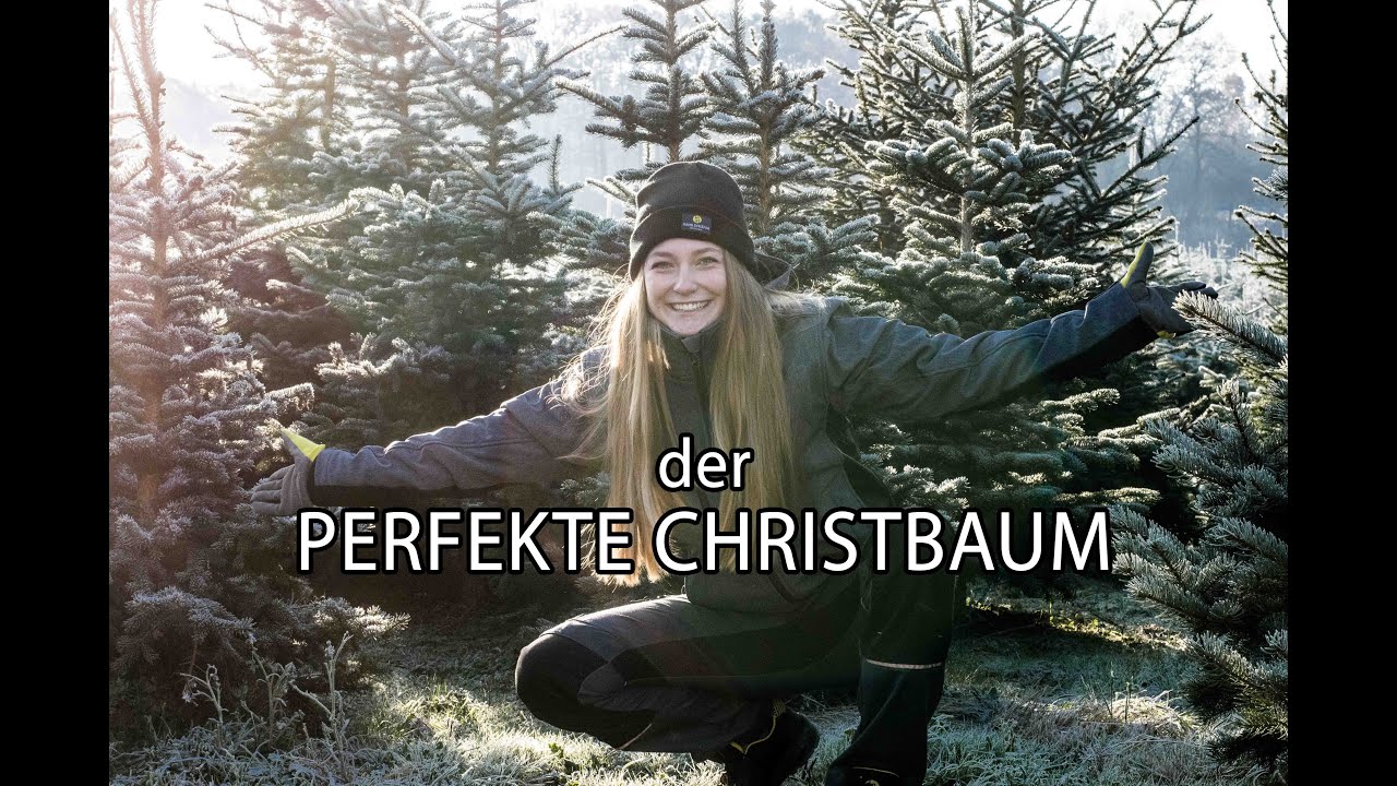 PERFEKTER CHRISTBAUM? Wir finden für euch heraus, was einen guten Christbaum ausmacht
