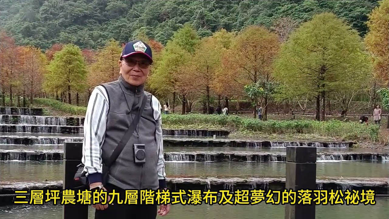 三層坪農塘落羽松超夢幻