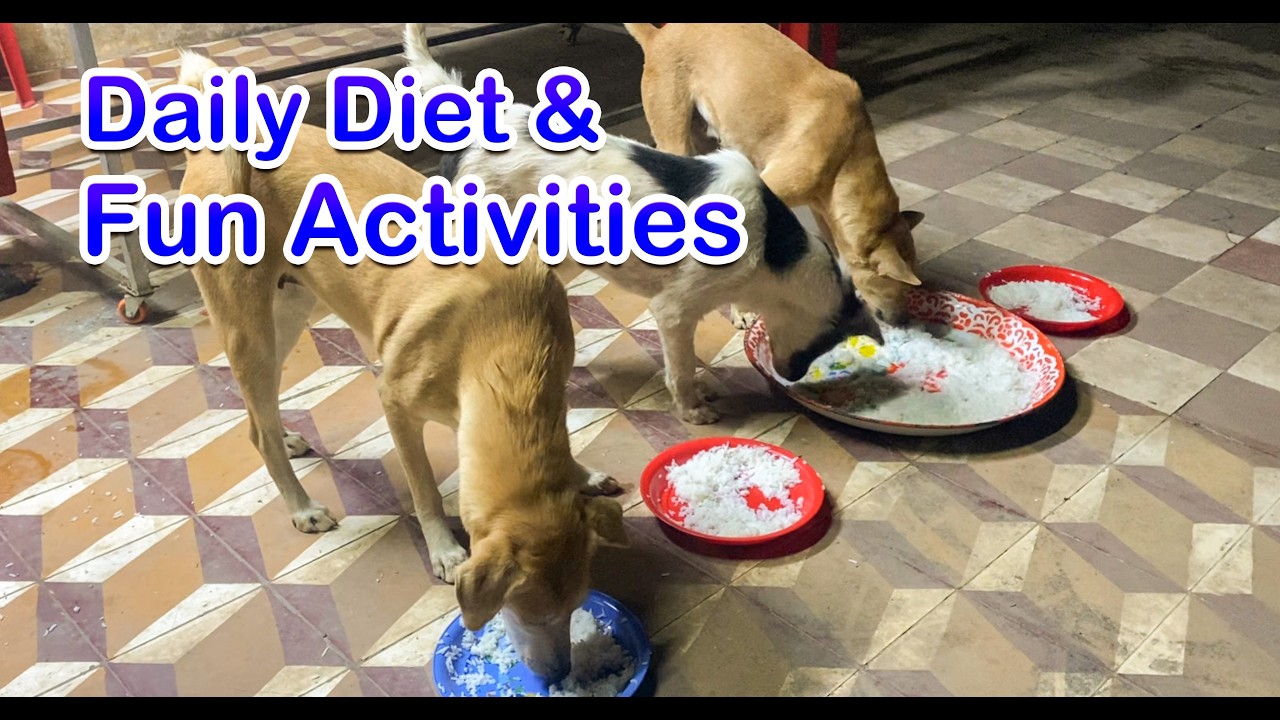 Daily Diet & Fun Activities That Make My Dog Super Happy!