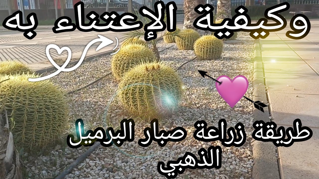 صبار البرميل الذهبي