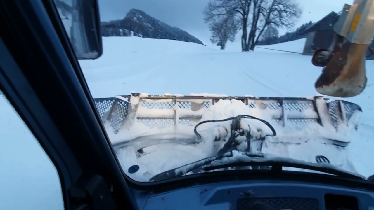 Prinoht Leitwolf am Skilift Tristeli im St. Margrethenberg