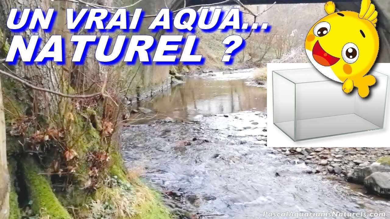 Je refais un tuto aquarium 100% naturel sans filtre ?! Pascal Aquariums Naturels