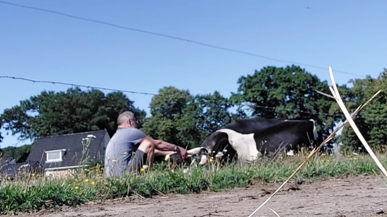 Koe houdt CAMERA-GEVOEL tijdens GEBOORTE van haar kalf | Boer Gerrit vlogt