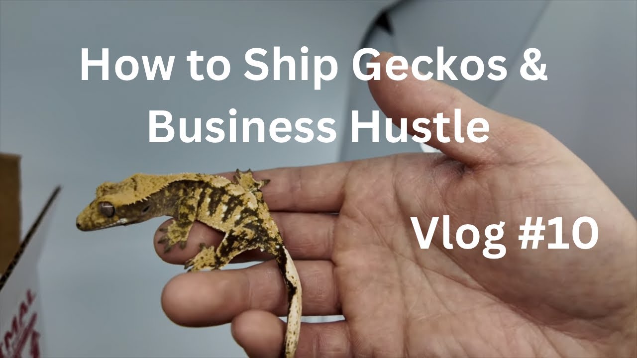How to Ship Geckos & Business Hustle | Vlog #10 of Zero's Geckos