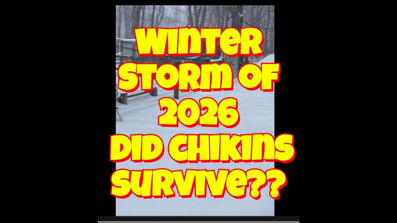 Huge Winter Storm 13 inches of  Snow and Freezing Rain Will the Chickens Survive ?