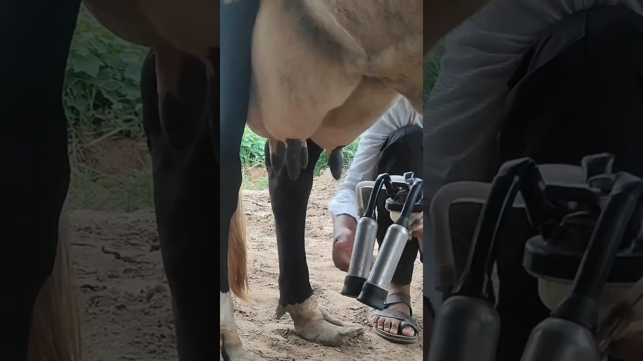 மிக குறைந்த விலையில் பால் கறவை இயந்திரம் விற்பனைக்கு Mini Milking Machine sales | 
