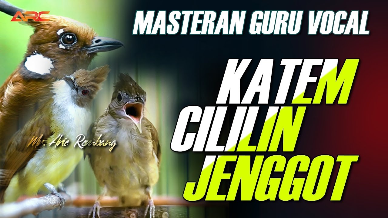 MASTERAN KAPAS TEMBAK GACOR - CILILIN - CUCAK JENGGOT