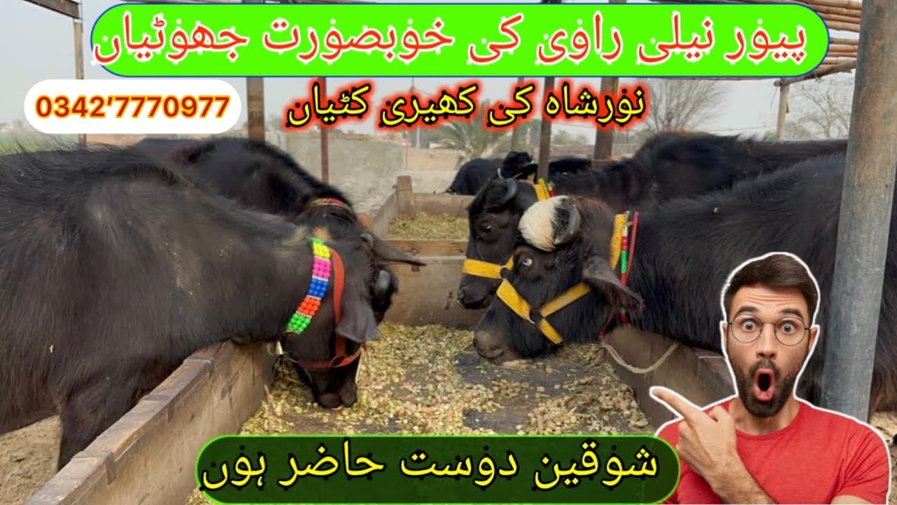 Pure Nili Ravi Most Beautiful Katyan For Sale in 92 Animal Tv 0342.7770977[ Nili Ravi Buffaloes ]