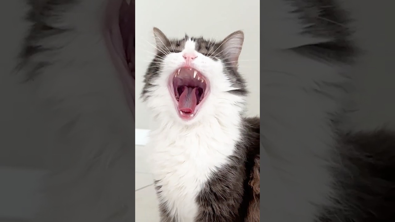 Кот украл деньги 🐈❤️😢
