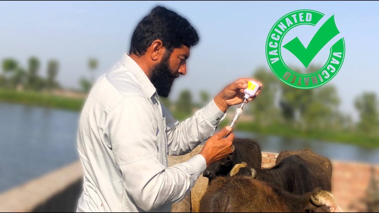 Buffalos Injecting Vaccine against Foot-and-mouth disease | Mun khur treatment | منہ کھر کی ویکسین