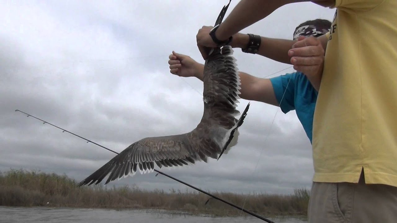 Bird Caught In Fishing Line - Freed Safely