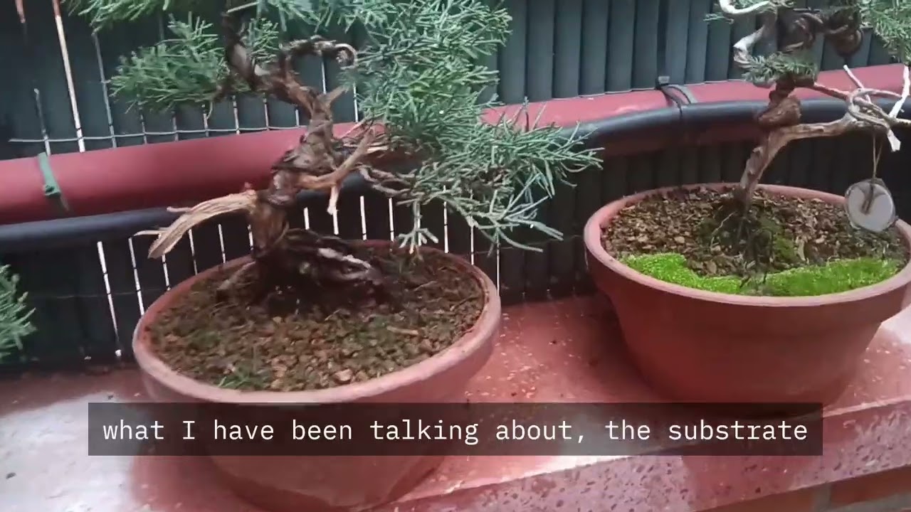 BONSAI de junipero y trucos sobre su riego 👍🏻🚿Juniper bonsai and tips on its watering