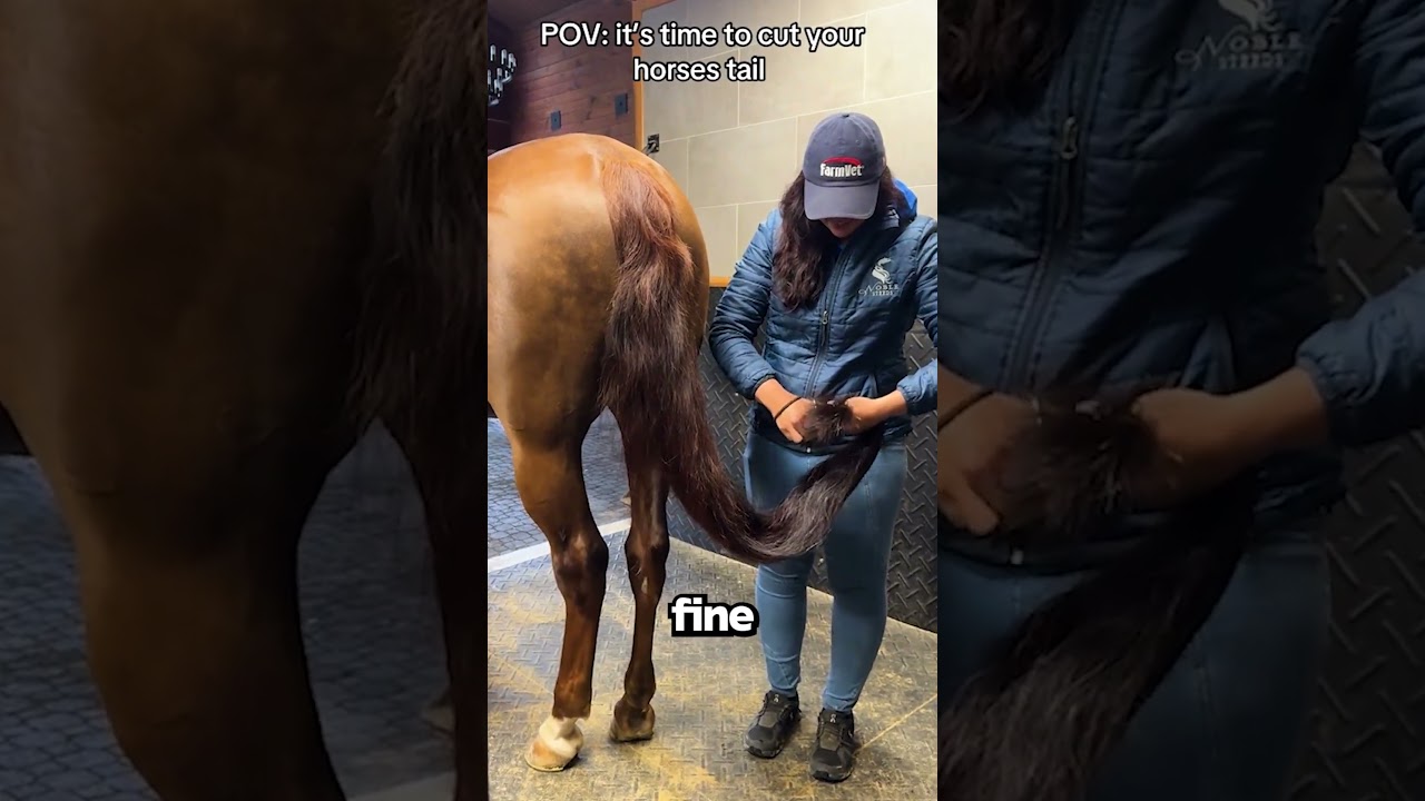 Perché La Coda Del Cavallo Va Spuntata?!🐴