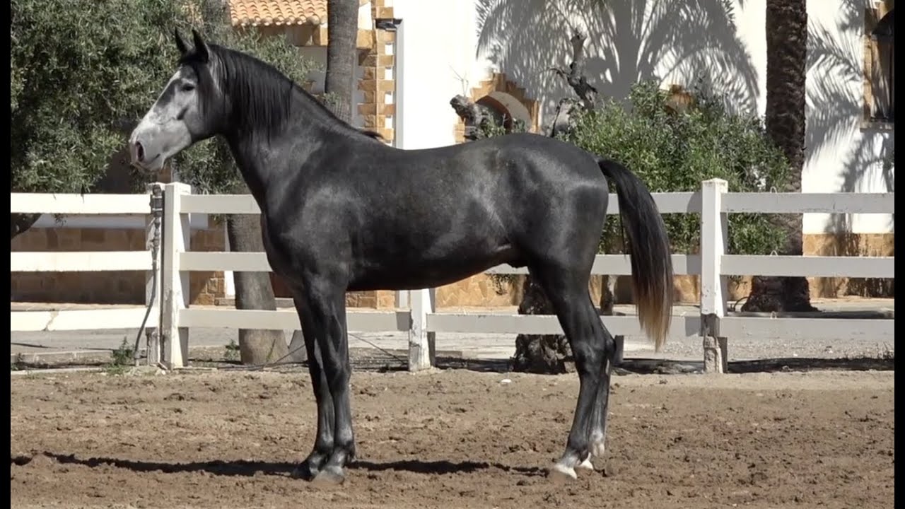 CELO 2022 , PRE-Andalusian stallion , September 2022 video