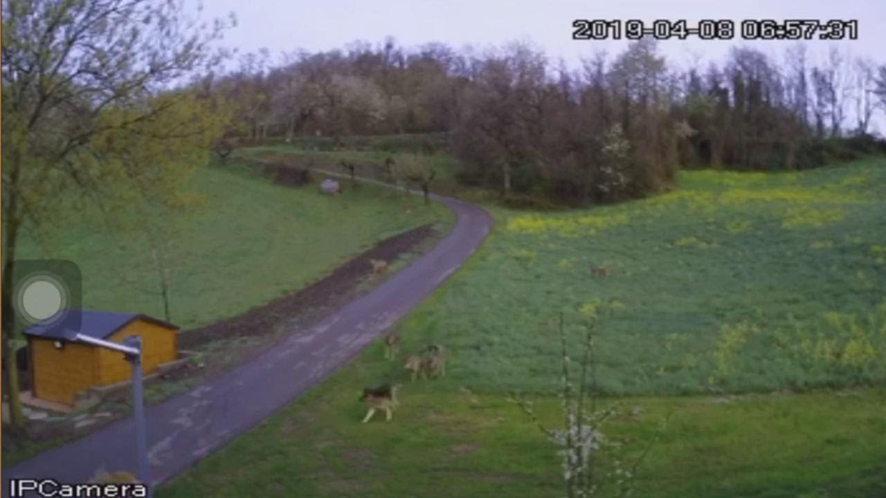 Lama Mocogno, branco di sei lupi attacca i cani del cortile