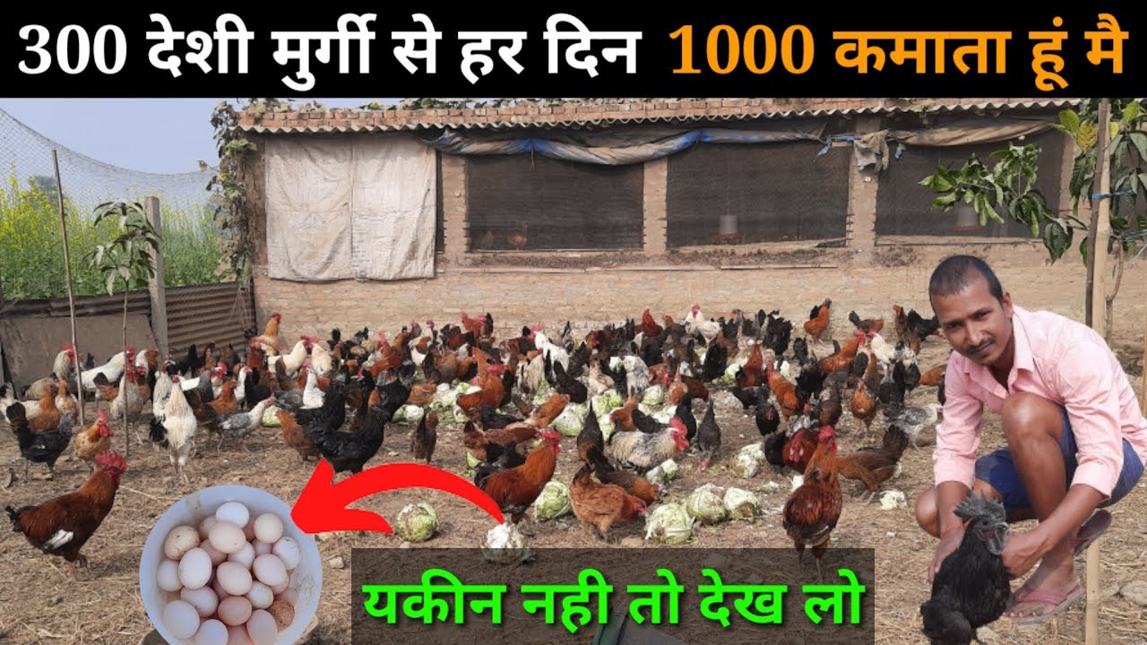 सिर्फ 300 देशी मुर्गी से हर दिन 1000 कमाता हूं  free ranj deshi poultry farm  #deshimurgipalan