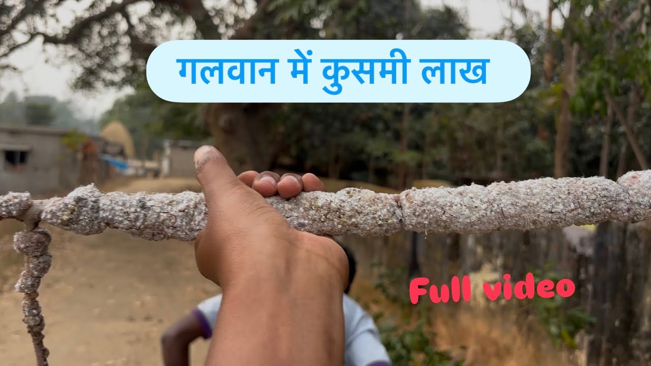 गलवान बिहान लाख (लाह) // गलवान लाह//गलवान पेड़ में लाख की खेती//बिहान लाख 