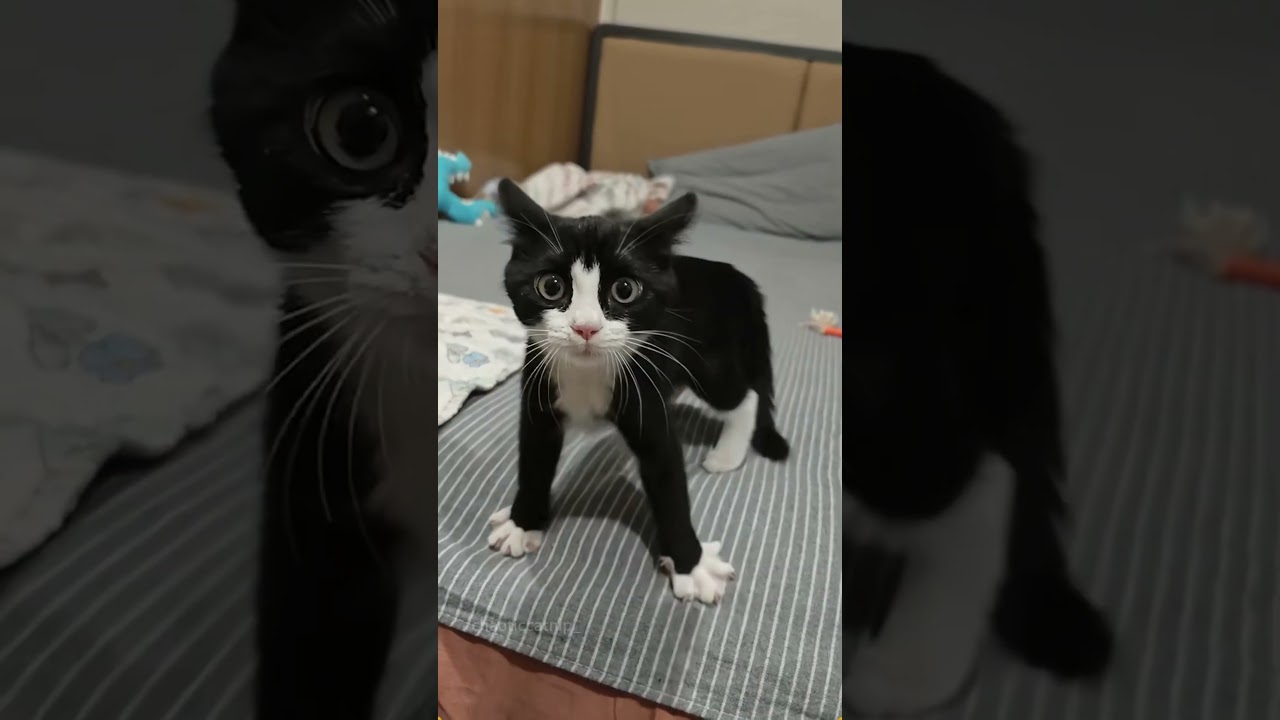 Angry little cats#cat #catsoftiktok #catlover #funny #funnyvideos #foryou #fypage #fypツ #funnycat