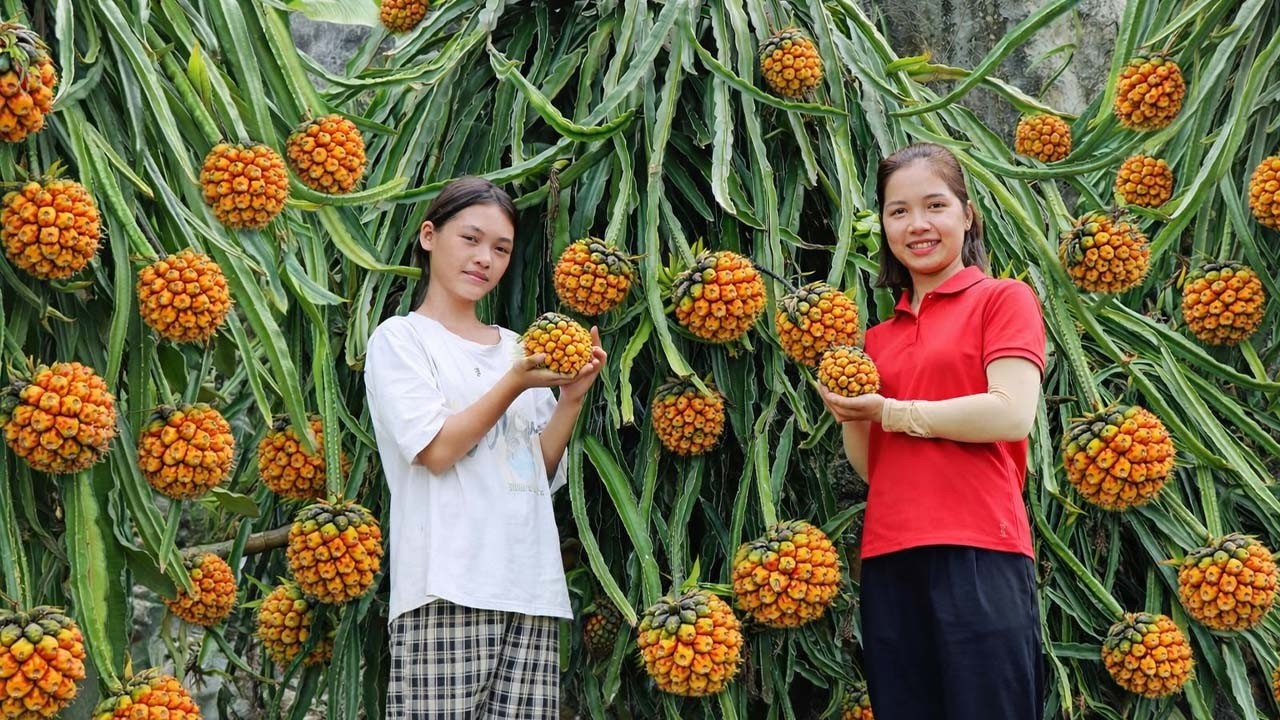 Harvesting Pineapple To Sell At The Market   Repair The Rotten Bathroom |   Hanna Daily Life