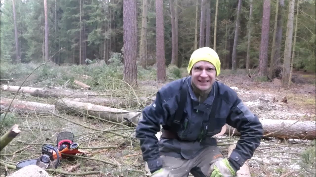 Forest job / Těžba slabých smrků - Stihl 261 #255