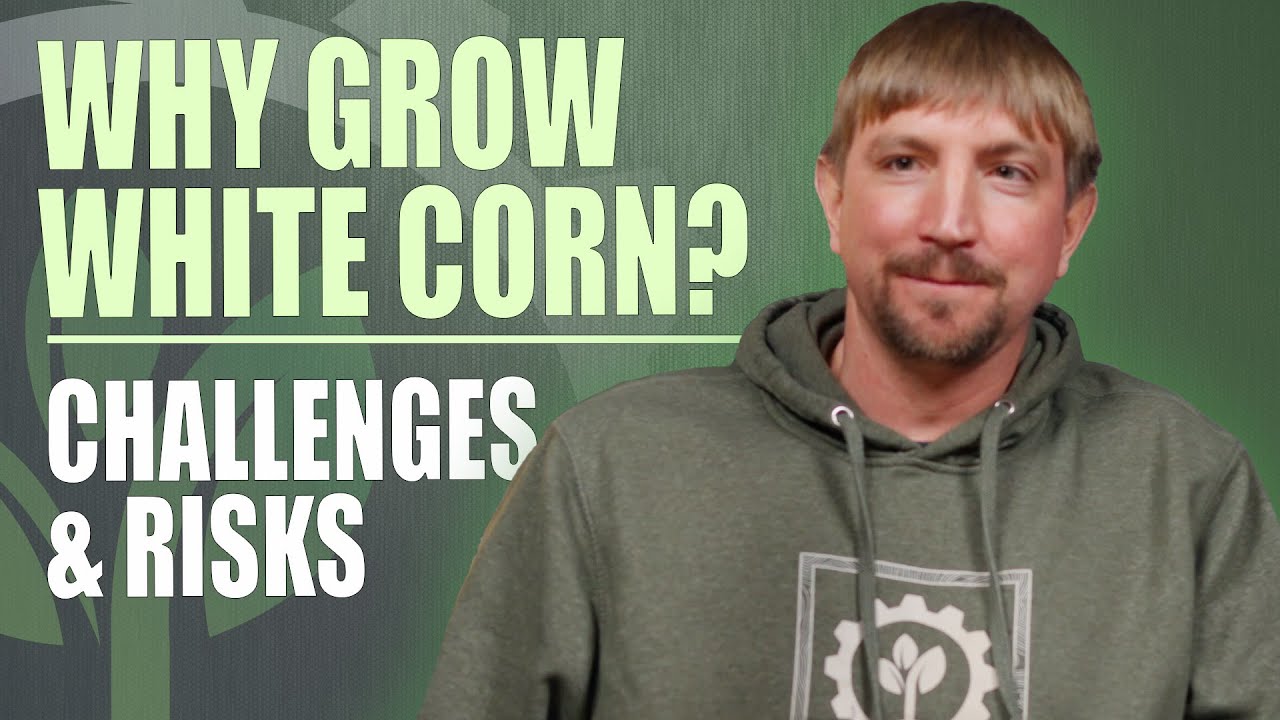 White Corn: Unlocking Premiums and Managing Risks 🎙️