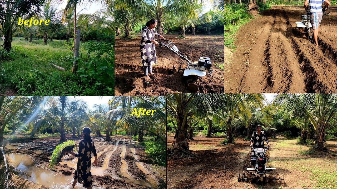 இனி பாத்தி கட்ட யாரையும் எதிர்பார்க்க வேண்டாங்க|New vegetable farm work|Easy way to grow vegetables