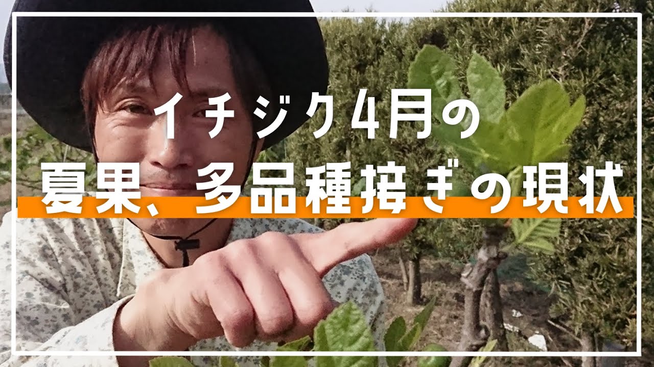 【イチジク】夏果の現状と多品種接ぎの現状、持ってる品種の特徴