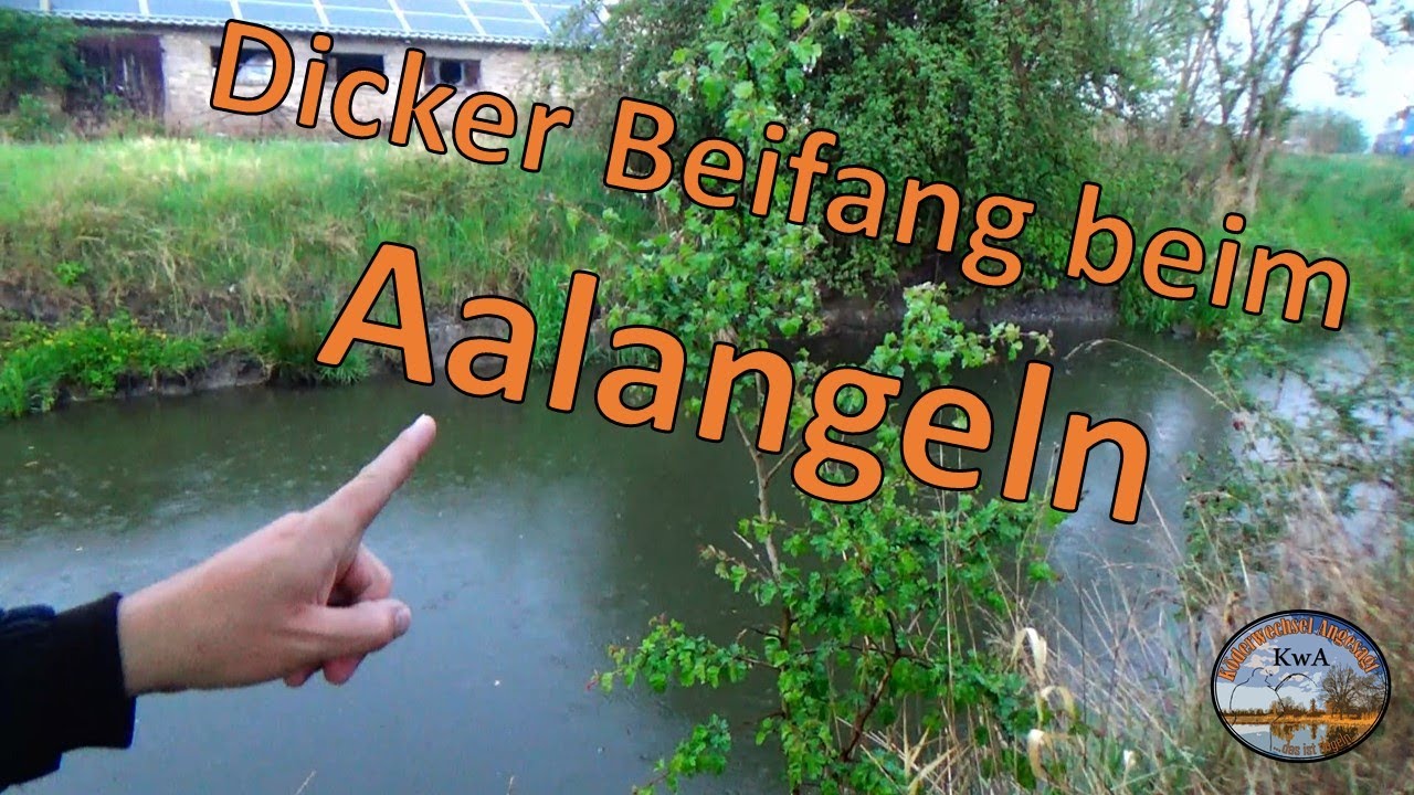Dicker Beifang beim Aalangeln
