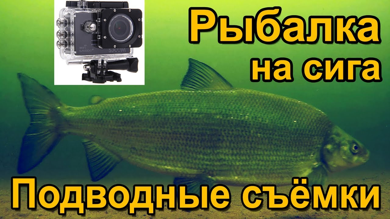 Ловля крупного сига весной. Подводные съёмки рыбалки. Озеро Сторуман. Рыбалка в Швеции.