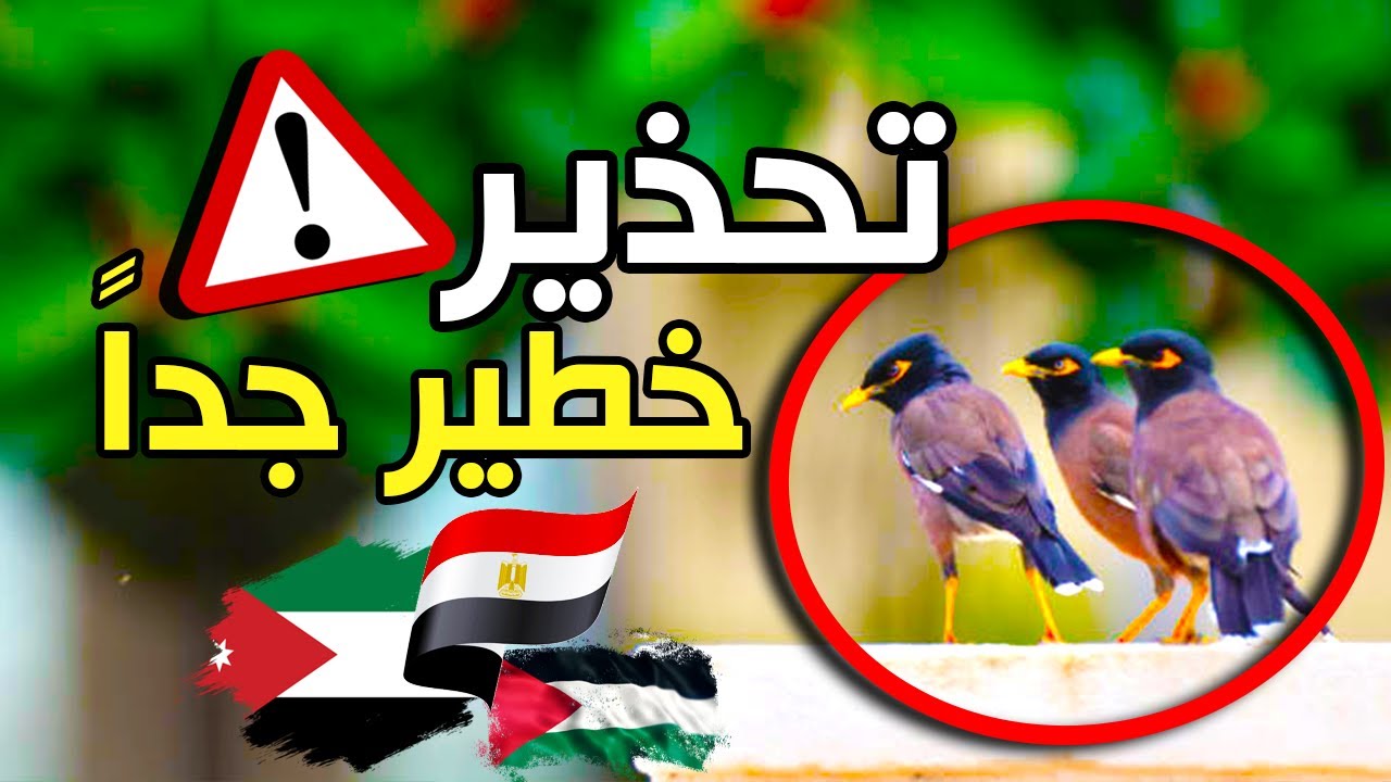 بلادنا في خطر: طائر خطير وصل الى مصر والاردن وفلسطين وبلاد الشام