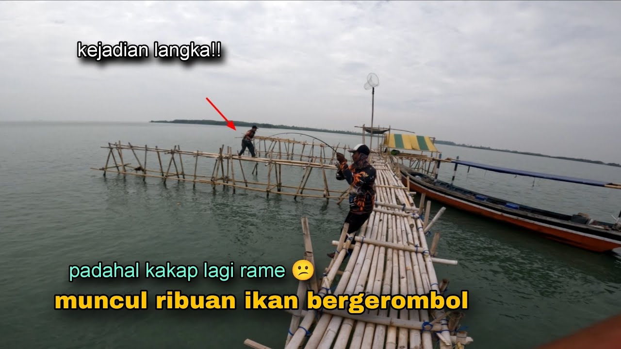 Kejadian langsung!! Ribuan gerombolan ikan ini datang saat kami mancing kakap putih 