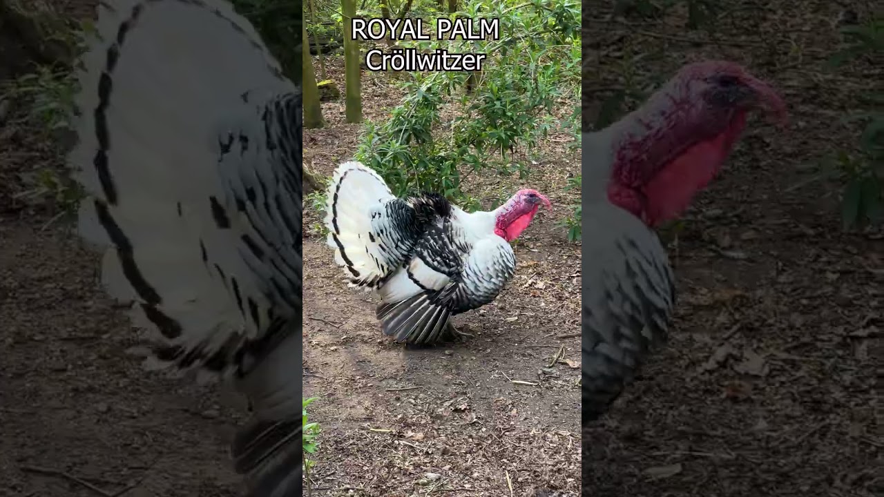 ROYAL PALM TURKEY calling - Cr&ouml;llwitzer Truthahn kollert - Laut&auml;u&szlig;erung der Puten - Truthuhn Ruf