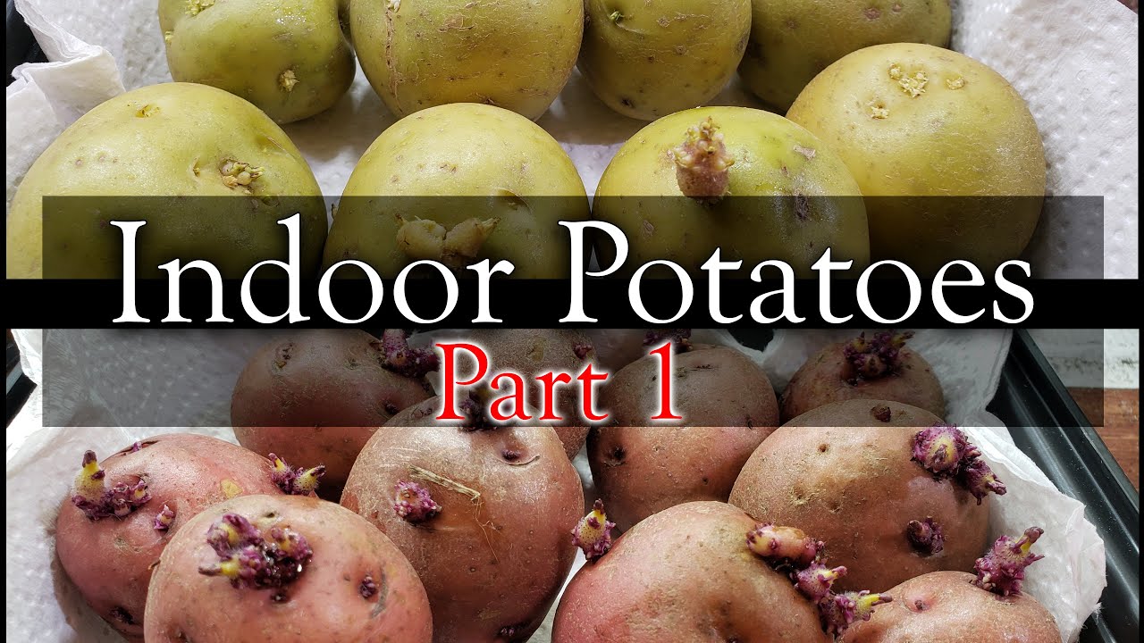 How To Grow Potatoes Indoors - Part 1 of 3