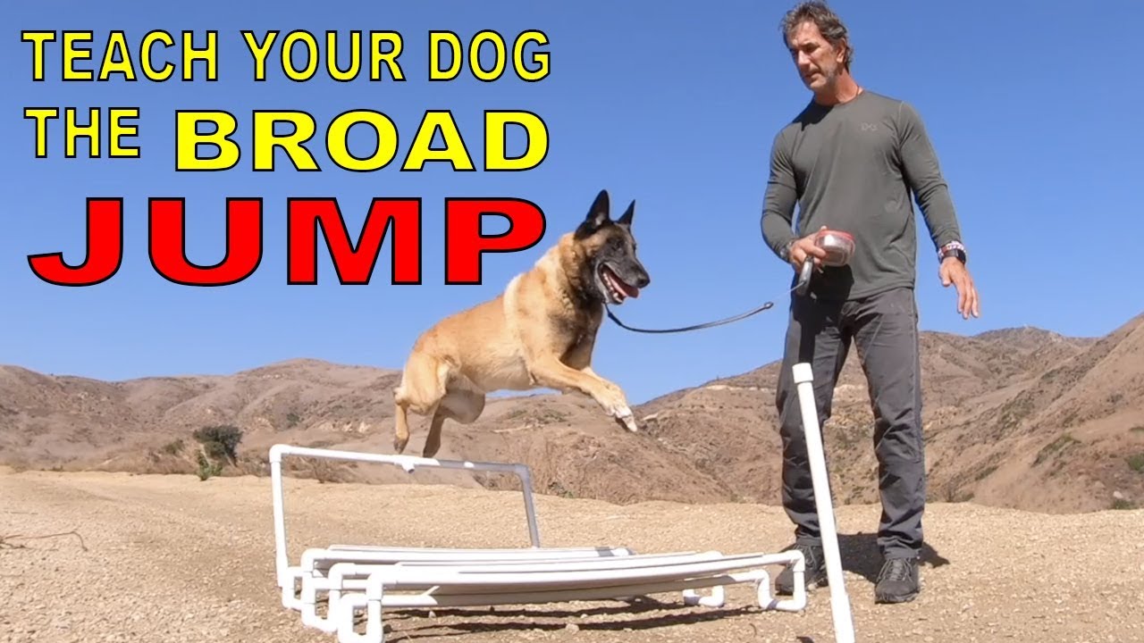 Teach Your DOG the BROAD JUMP - DOG TRAINING VIDEO - Robert Cabral