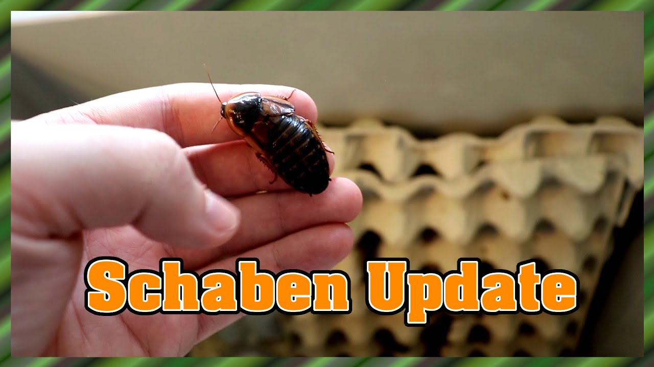 Die Schabenzucht + Update